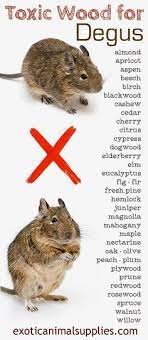 78 Degus Ideas Degus Degu Small Pets
