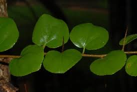 Image result for Dovyalis hispidula