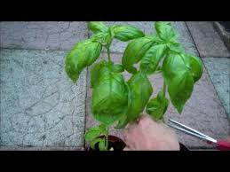Basil is amazingly easy to grow from seed. How To Grow Basil From Seed Youtube