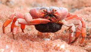 This isle near australia with a pretty name, christmas island, is never more amusing than during the red crab migration. Video Christmas Island Red Crab Feasts On Young