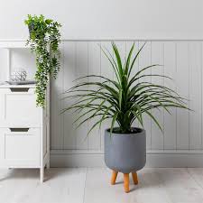 We've got planters, saucers, hanging plant pots, plant stands and troughs, and there's be one to suit your plant type and size. Buy Artificial Yucca Plant In Black Pot At Home Bargains