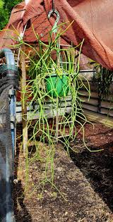 Image result for Radinosiphon leptostachya