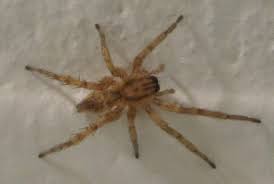 Spider search allows you to narrow down a spider's species by both unique identifying traits, and primary colors. 1 2 Inch Tan Spider Brown Stripes Down Sides Of Head Bugguide Net