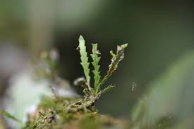 Image result for Cochlidium