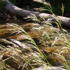 Image result for Deschampsia