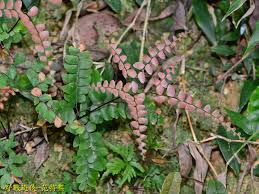 Image result for Adiantum