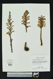 Image result for Alectra dunensis