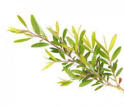 Tea Tree Oil Benefits And Uses