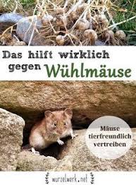 Das Hilft Wirklich Gegen Wuhlmause Im Garten Wuhlmause Tierfreundlich Vertreiben Feldmaus Wuhlmaus Vertreiben Gartenschadlinge