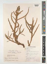 Image result for Aneilema pedunculosum