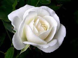 Roses Are White White Rose Flower Rose Seeds Rose Flower