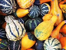 The creative uses for decorative gourds is limited only to your need and imagination, as these natural container shapes can be sawed, drilled, burned, etched or shaped for many uses. What Are Decorative Gourds Ornamental Gourd Harvesting For Decor