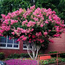 Crape myrtles bloom on new growth, so prune them in early spring before they break dormancy. Crape Myrtle Varieties And Guide The Tree Center