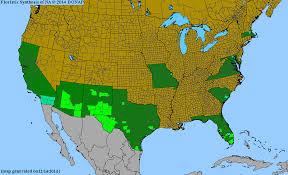 Image result for Flaveria bidentis