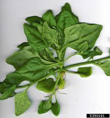 Image result for Tetragonia spicata