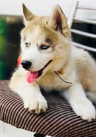High to low nearest first. Contoh Soal Hukum Lavoisier Husky Dog Puppy Price In India