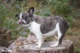 French bulldogs are adorable animals that make great family pets with their loving, friendly personalities. Carolina Fabulous Frenchies Home Facebook
