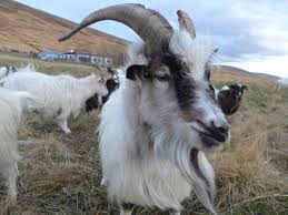 By geja24 september 30, 2019. How The Icelandic Goats From Game Of Thrones Almost Went Extinct Pacific Standard