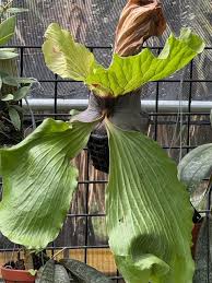 Image result for Platycerium elephantotis