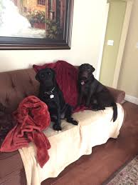 Learn about how your sciatic symptoms can become chronic, and common treatments and tips to help prevent your sciatica from recurring or flaring. Side Effects Of The Bordetella Shot Two Adorable Labs