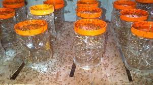 Check spelling or type a new query. Lengkap 9 Cara Budidaya Kroto Dengan Toples Untuk Pemula