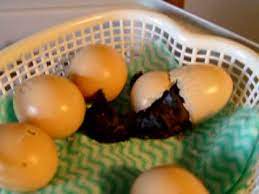 Even so, most people are happy to get a 50 percent hatch rate on shipped eggs. Silkie Bantam Egg Hatching Mpg Youtube