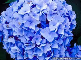 Here's my blue hydrangeas :) so happy to have them. Hydrangea Color Change How To Turn The Flowers Blue