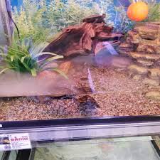 水棲カメ 達でレイアウト してみました お問い合わせはこちらまで アクアペット小倉 福岡県北九州市小倉北区井堀3 1 15 093 581 1275 水棲がめ 日本石亀 カメ ペット アクア