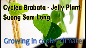 I am so happy and excited because my plant grass jelly finally had enough leaves for me to make some fresh jelly. Cyclea Brabata Green Jelly Plant Suong Sam Cin Cau Yanang Youtube