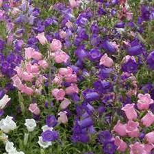 Canterbury Bells Single Mixed A Leading Supplier Of Vegetable Seeds In Essex Uk Grow Your Own Vegetable Seeds Kingsseeds Com