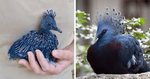 Bird With Feathers On Top Of Head Meet The Victoria Crowned Pigeon One Of The Most Stunning Birds Ever Beautiful Birds Most Beautiful Birds Bird Pictures
