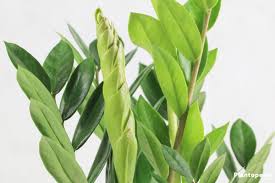 Image result for zz plant