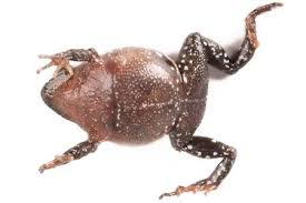 Image result for Pristimantis bambu