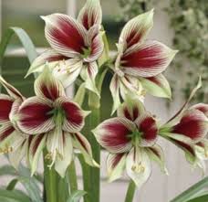 Image result for Hippeastrum