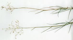 Image result for Pentameris