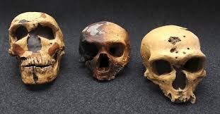 Ancestors of Modern Humans Interbred With Extinct Hominins, Study Finds -  The New York Times
