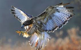Bird Of Prey Spy Plane Falcon Animals Pet Birds Bird Wings