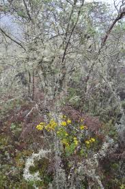 Image result for Moraea carsonii