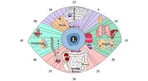 Sclerology Left Iridologh Chart Free Health Board