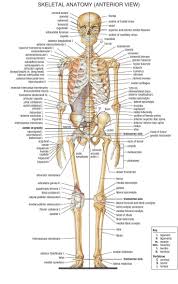 Bones Diagram Human Body Anatomy Human Body Skeleton Yoga