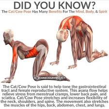 Squat Advice On Instagram Did You Know Via Consciousvibrancy Squatadvice For More Cat Cow Pose Cow Pose Easy Yoga Workouts