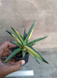 Image result for Sansevieria scimitariformis
