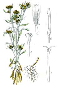 Image result for Gnaphalium