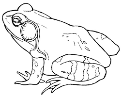 I think that frogs, bullfrogs, and toads are neat. Male Bullfrog Coloring Pages Best Place To Color Animal Coloring Pages Frog Coloring Princess Coloring Pages