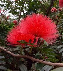 Pin On Flower