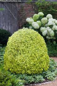 Image result for Buxus acutata