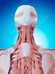 It runs down the back part of the neck, and opens into the external jugular vein just below the middle of its course. Human Neck And Back Anatomy Muscle Anatomy Body Anatomy Massage Therapy