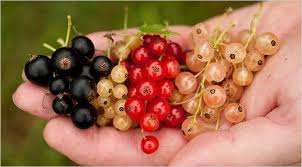 Farmers Look To Make Black Currants A Household Taste The New York Times