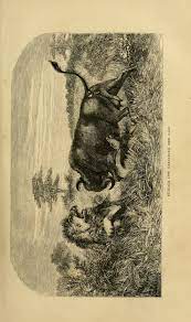 That is to say, swallowing a camel is quite the hard task, so someone who does that yet strains at swallowing the gnat is an idiot. Two Versions Of Missionary Travels Livingstone Online