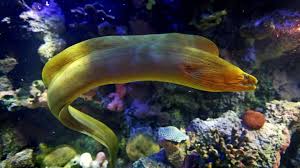 Any of numerous often brightly colored marine eels of the family muraenidae. Moray Eels Make Eerie Appearance At Virginia Living Museum Daily Press